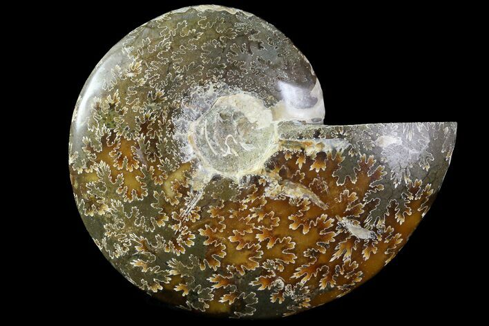 Wide Polished Cleoniceras Ammonite - Madagascar #74882